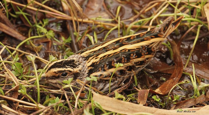 Jack Snipe