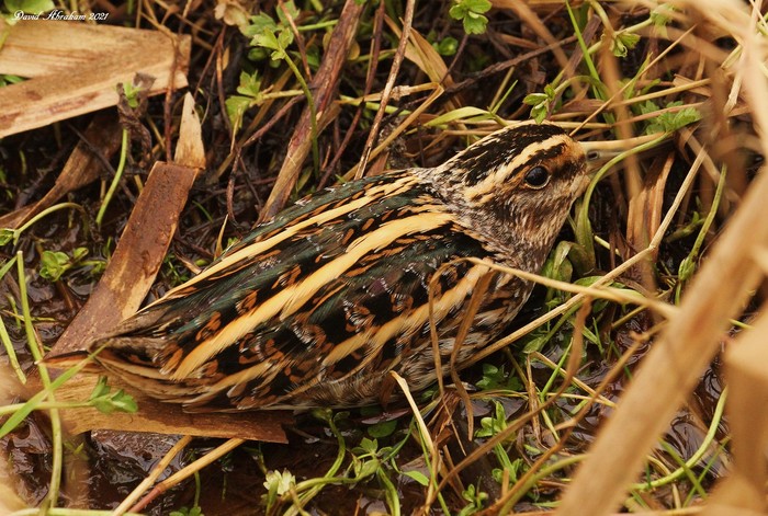 Jack Snipe
