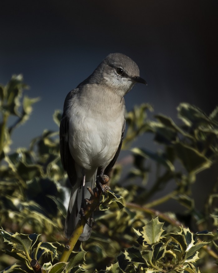 Northern Mockingbird