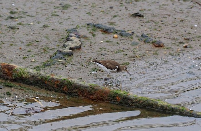 Common Sandpiper