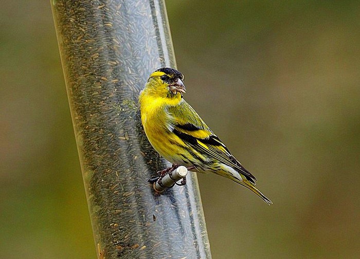 Siskin