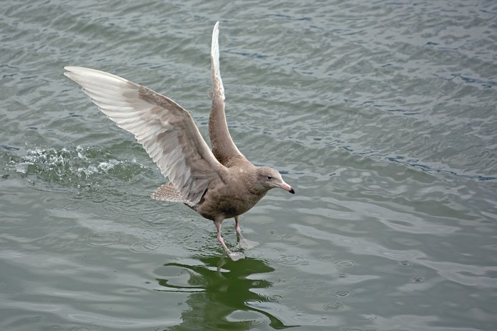 Glaucous Gull