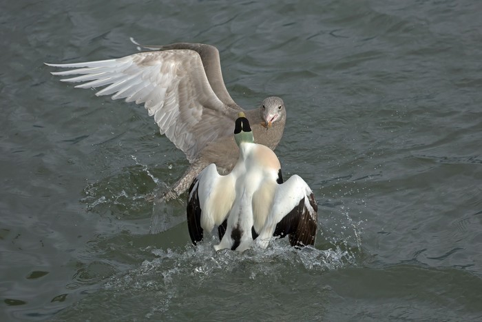 Glaucous Gull