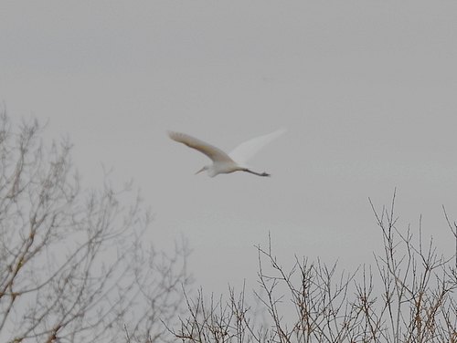 Great White Egret