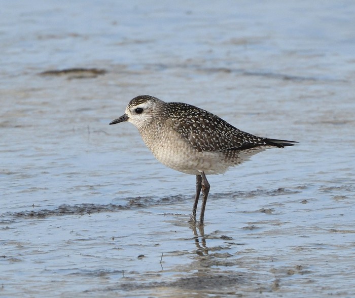 American Golden Plover