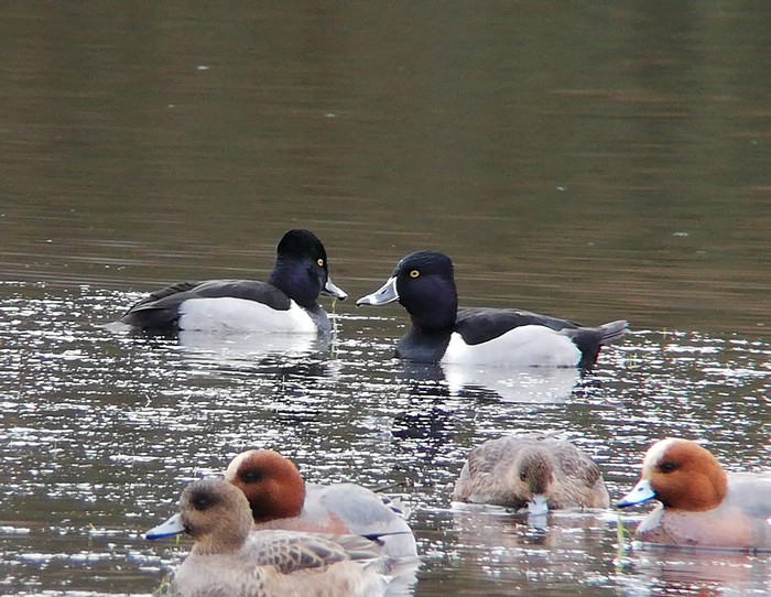 Ring-necked Duck