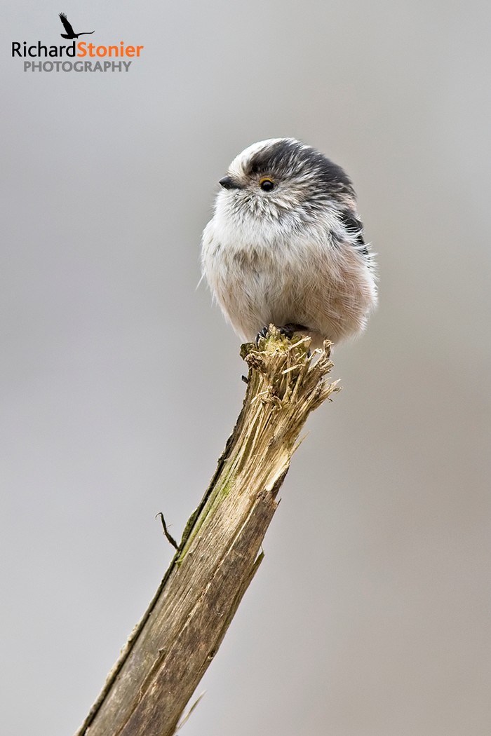 Long-tailed Tit