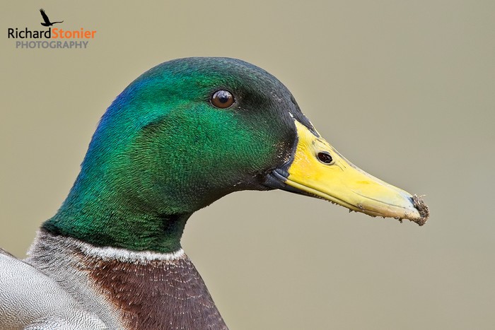 Mallard