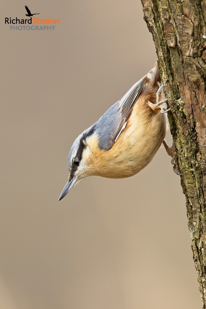Nuthatch