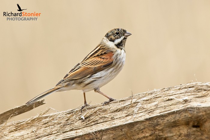 Reed Bunting