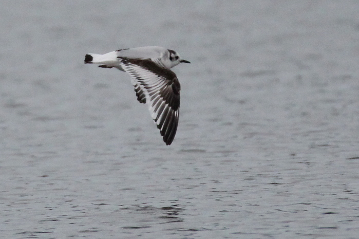 Little Gull