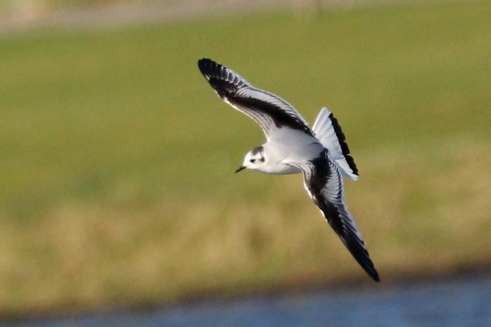 Little Gull
