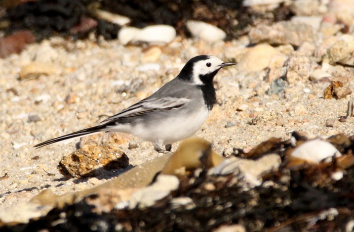 White Wagtail