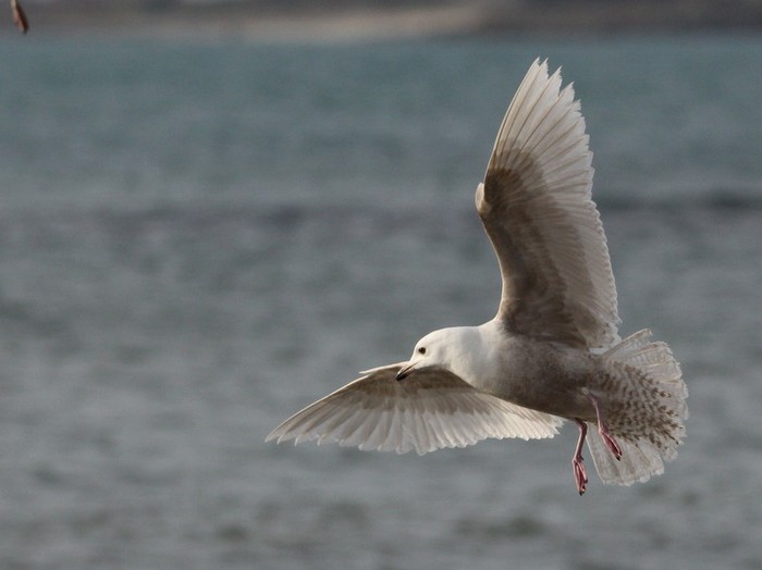 Iceland Gull