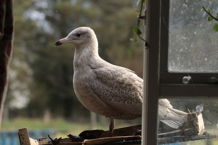 Glaucous Gull