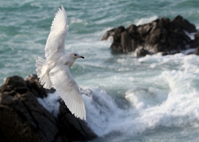 Iceland Gull