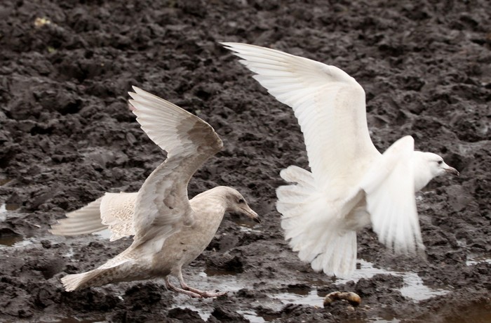 Glaucous Gull