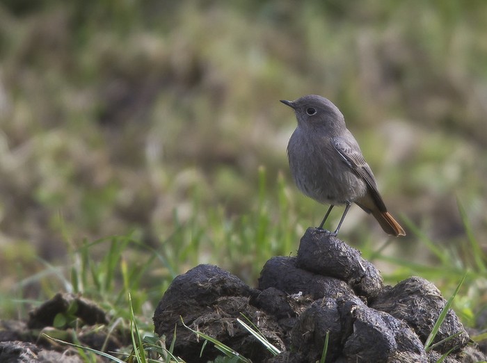 Black Redstart