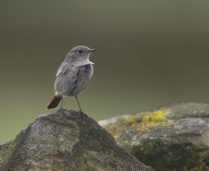 Black Redstart