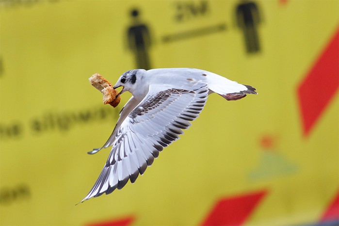 Bonaparte's Gull