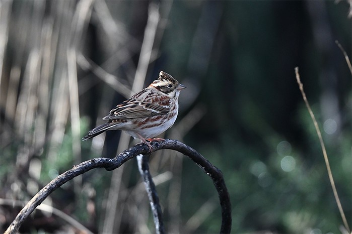 Rustic Bunting
