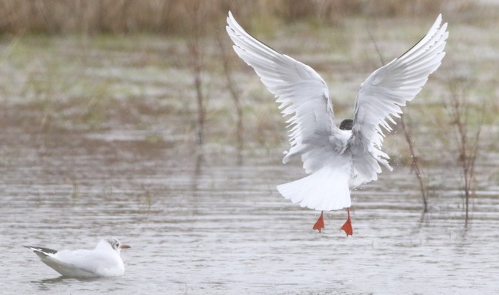 Mediterranean Gull