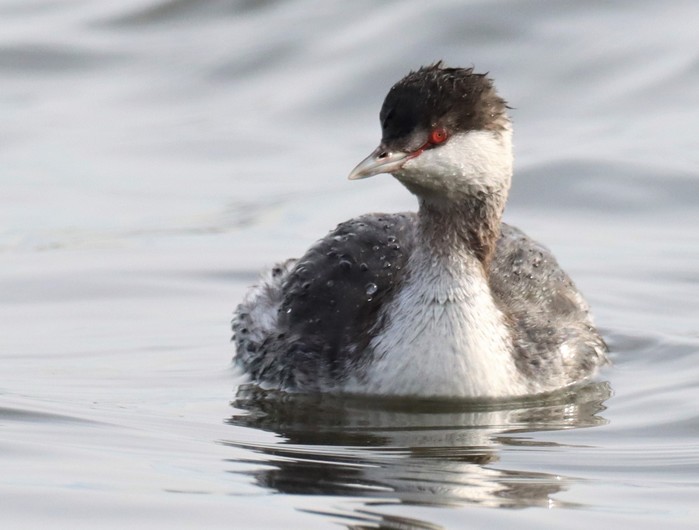 Slavonian Grebe