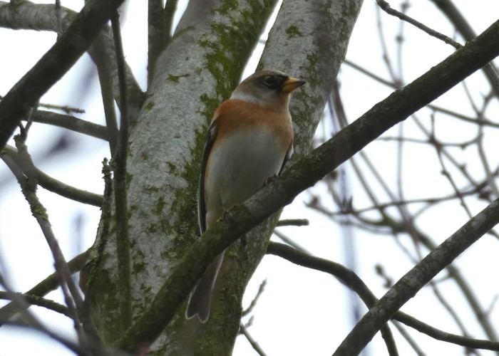 Brambling