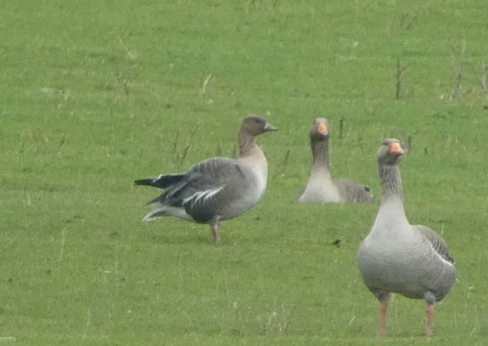 Pink-footed Goose