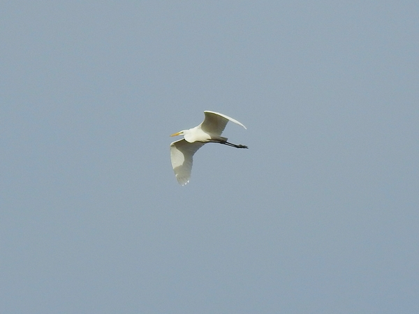 Great White Egret