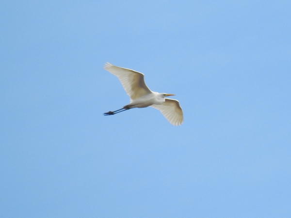 Great White Egret