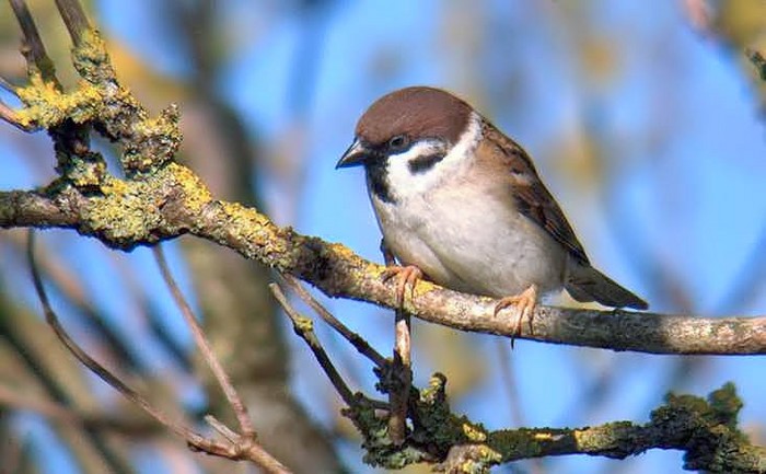 Tree Sparrow