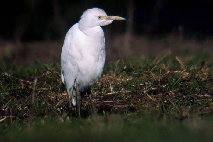 Cattle Egret