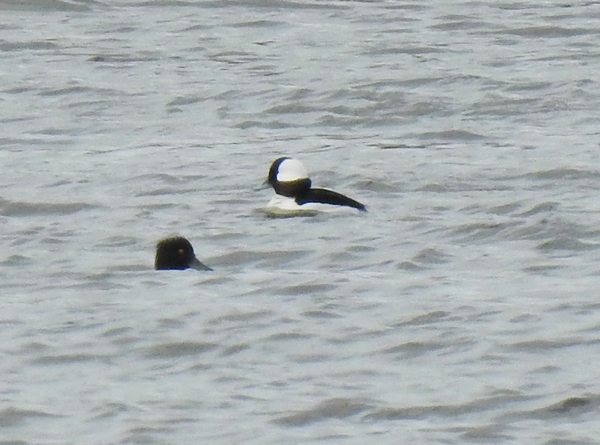 Bufflehead