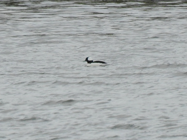 Bufflehead