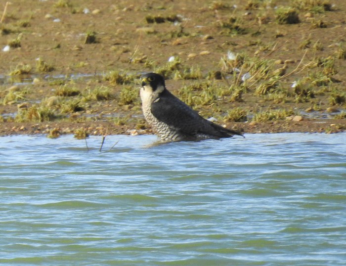 Peregrine