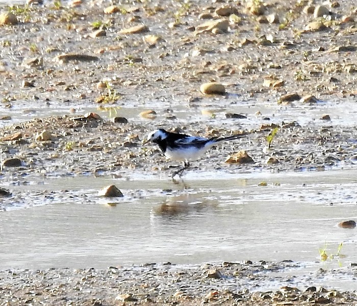 Pied Wagtail