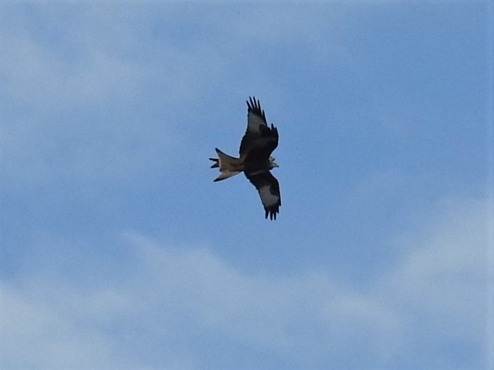 Red Kite