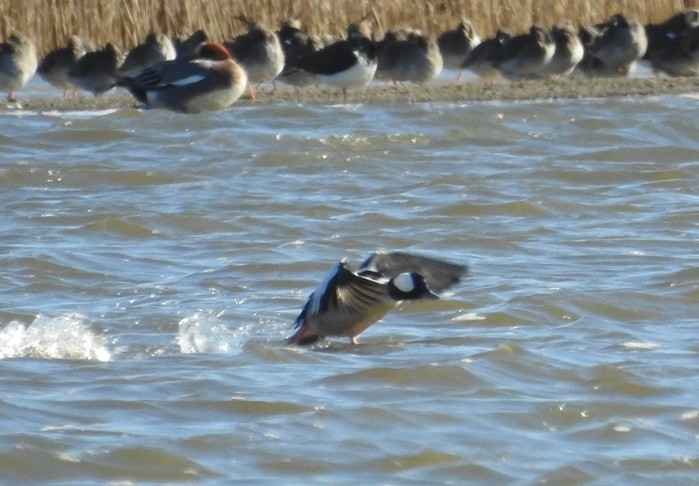 Bufflehead