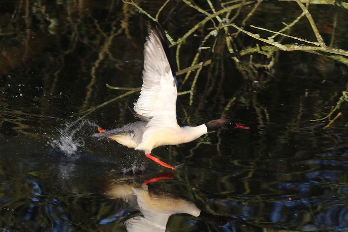 Goosander
