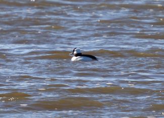 Bufflehead