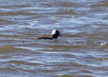 Bufflehead