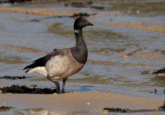 Pale-bellied Brent Goose