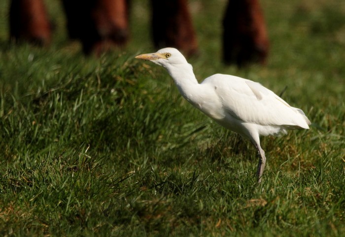 Cattle Egret