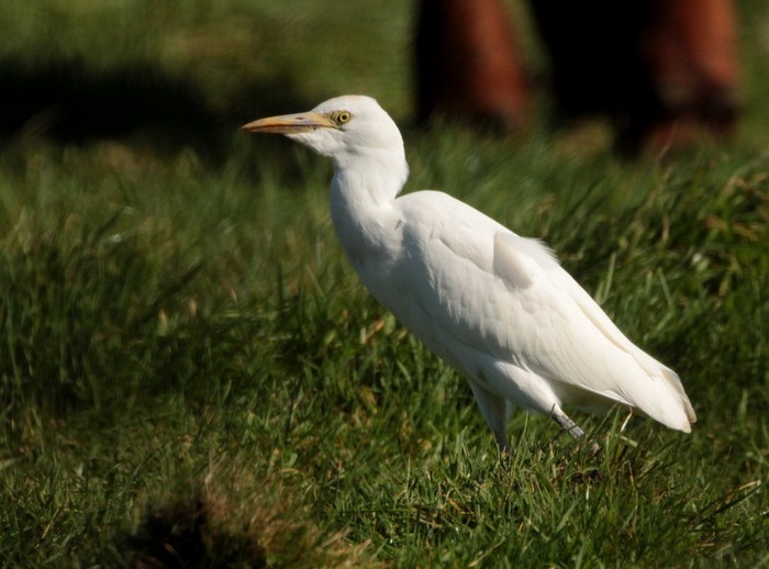 Cattle Egret