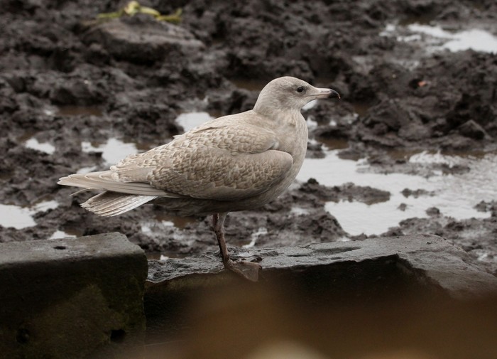 Glaucous Gull