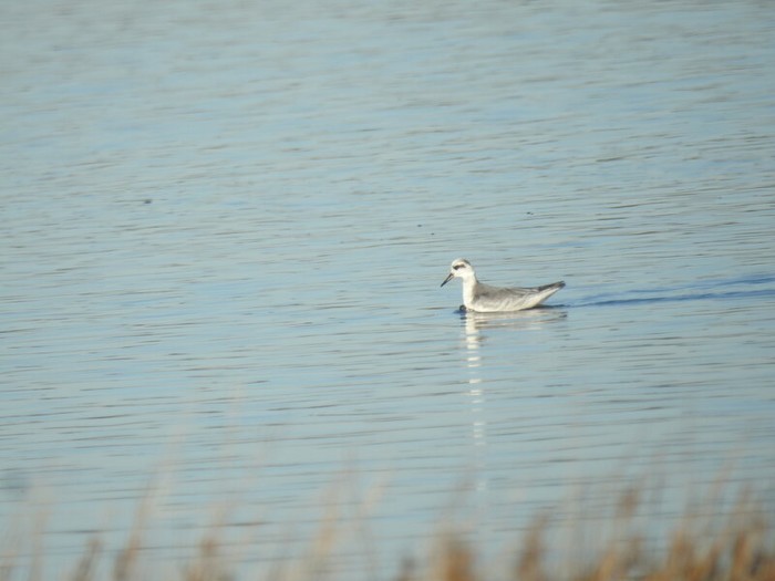 Grey Phalarope