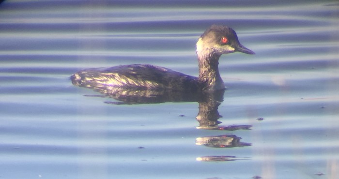 Black-necked Grebe