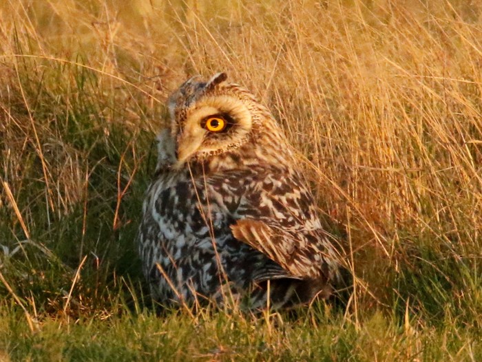 Short-eared Owl