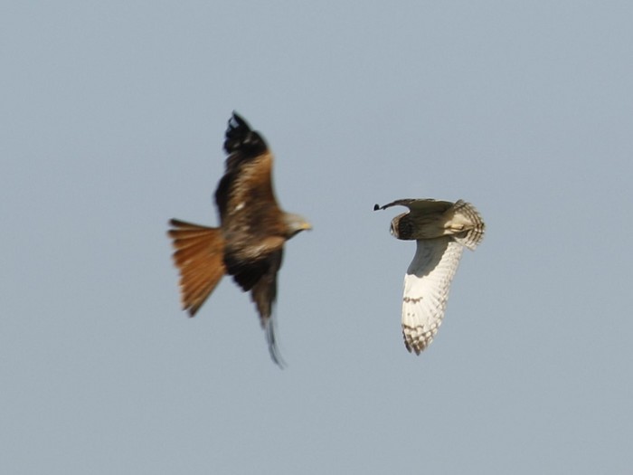 Short-eared Owl